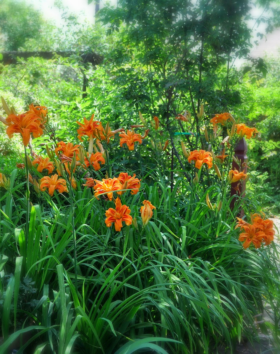 La Vie Quotidienne The maligned Ditch Lily