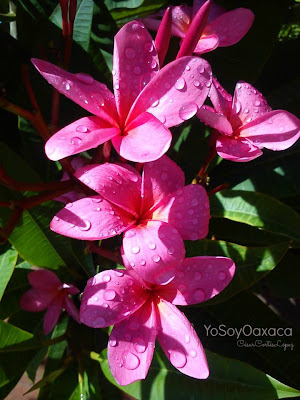 plomeria libertad con l de libertad cacaloxuchitl plumeria rubra plomeria libertad con l de libertad cacaloxuchitl plumeria rubra