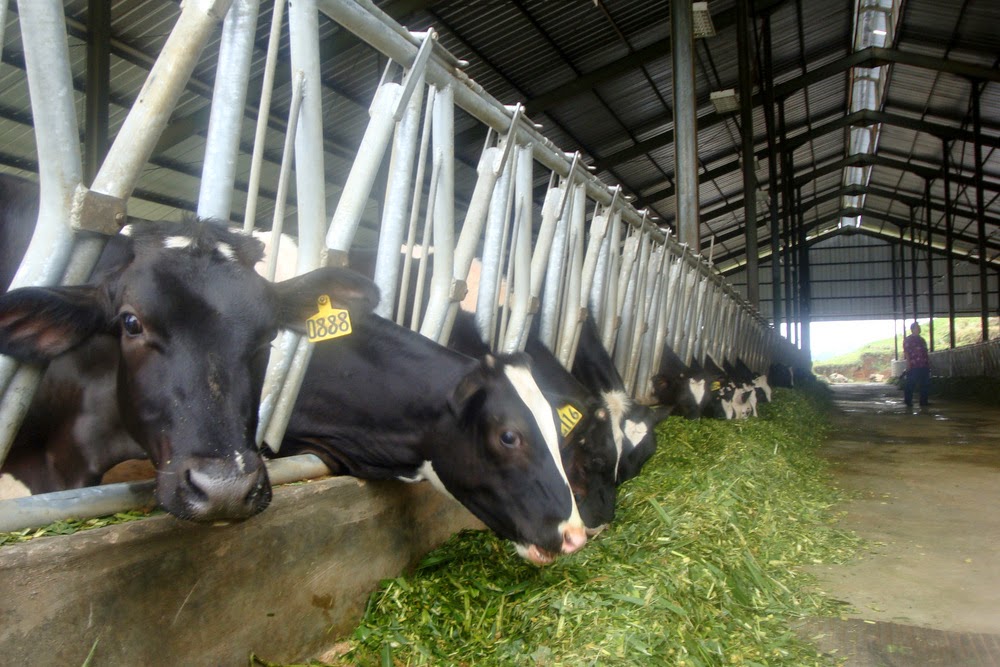 My Blog Keungulan Dan Perkembangan Sektor Peternakan