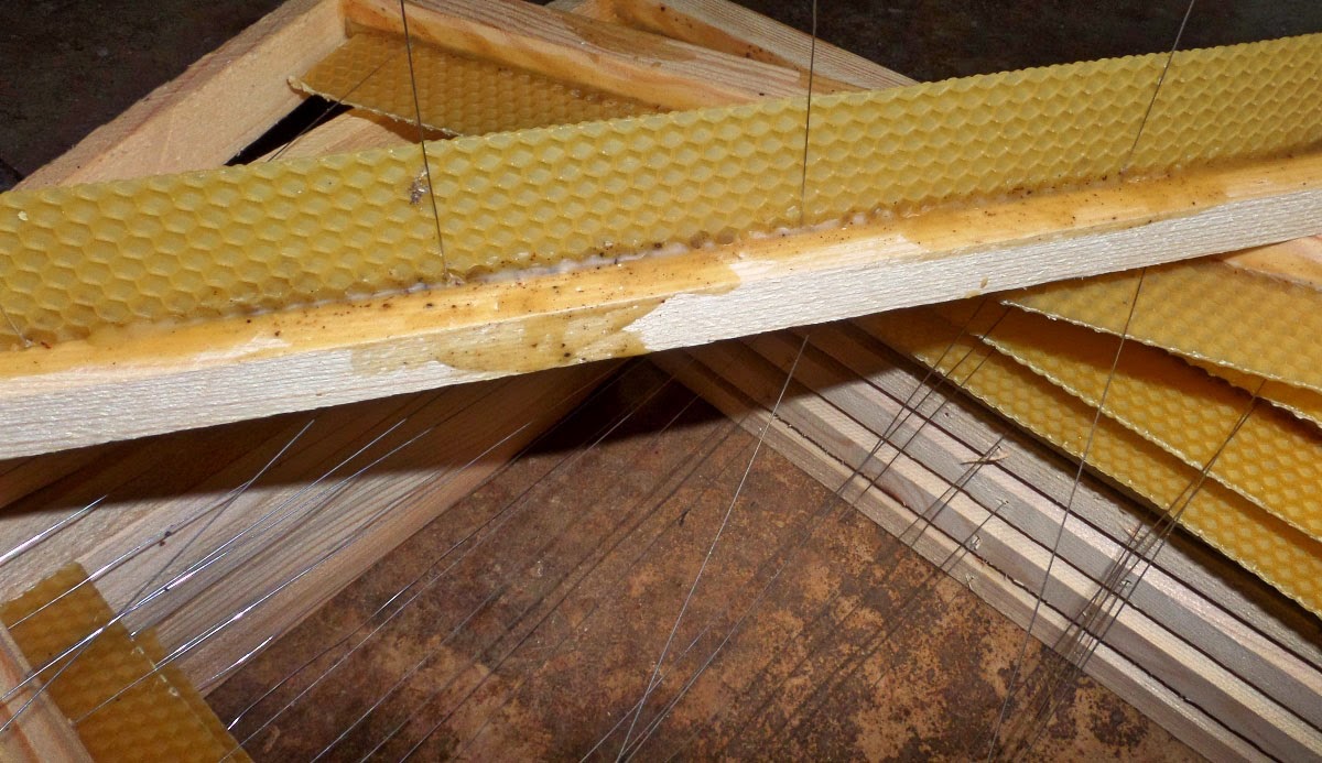 French wildlife and beekeeping Waxing frames for bee hives.