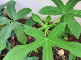 Manfaat dan Khasiat Daun Gedi Daun Gedi sangat terkenal di daerah Indonesia Timur khususnya di Manado Manfaat dan Khasiat Daun Gedi