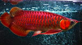 Fisheries Information Arowana To Be Excellent For Fish Decorative Collector