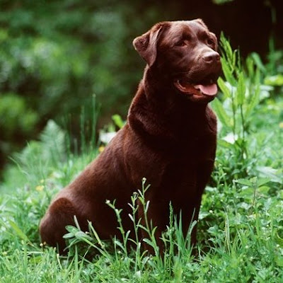 labrador retriever