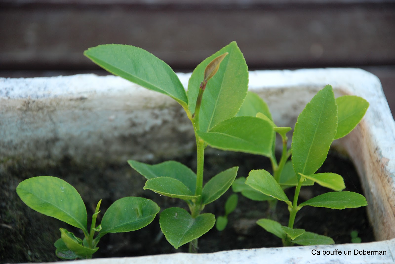 Ca bouffe un Doberman: Comment obtenir de beaux ...