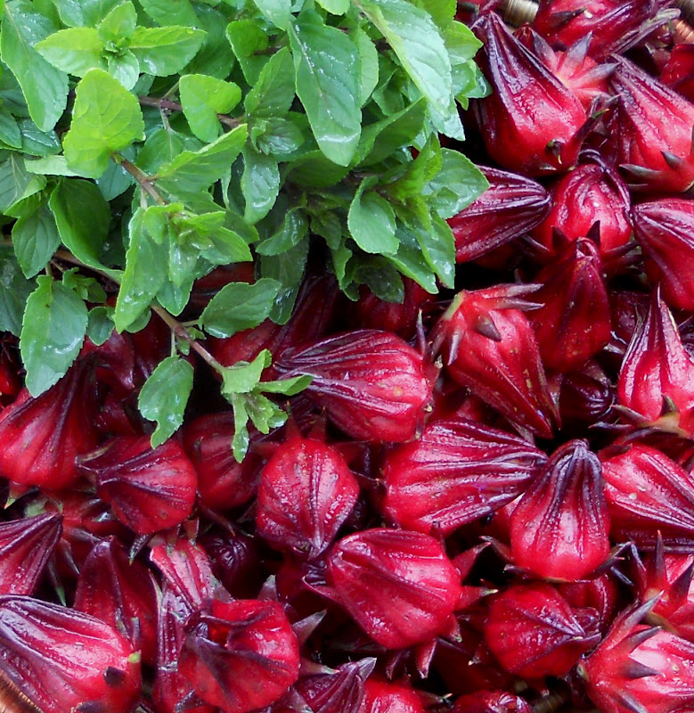 A Kitchen Garden in Kihei Maui Growing Roselle Hibiscus & Mint