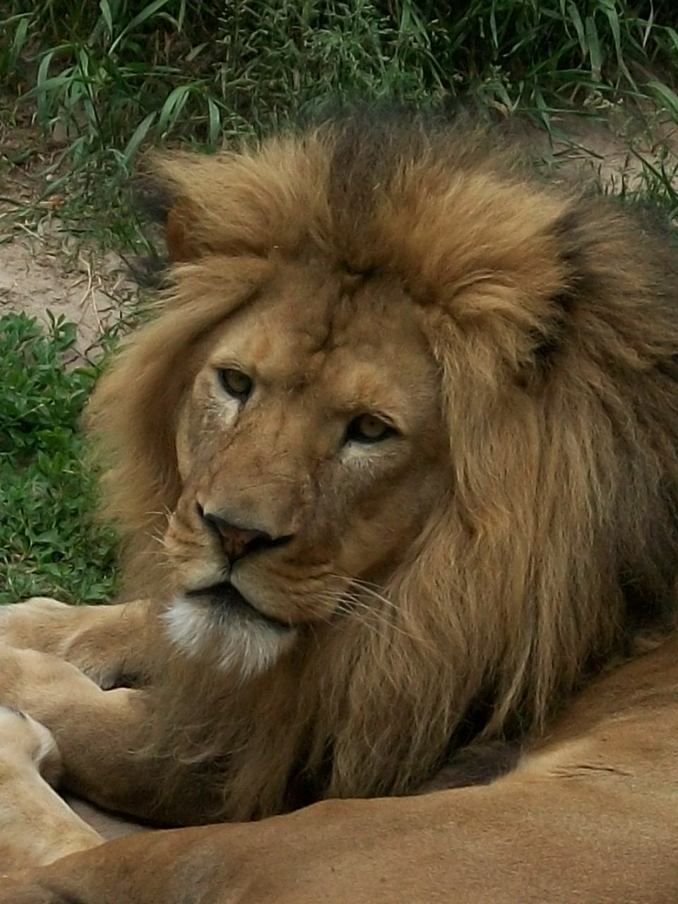 Lion at Tautphaus Park