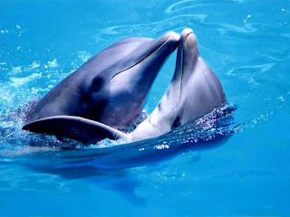Delfines besandose