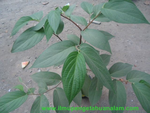 11+ Contoh Tulang Daun Melengkung Materi dan Soal Biologi