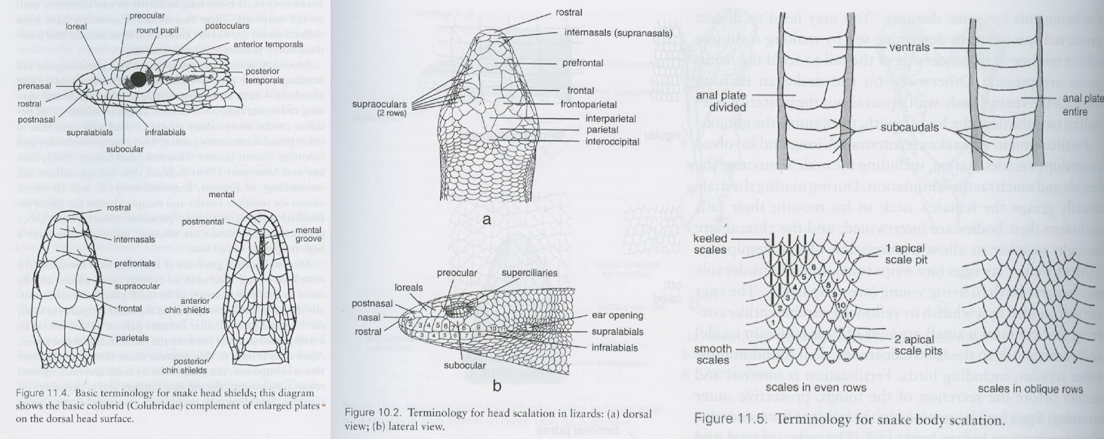 Biology of the Reptilia Laboratory 1 General Anatomy of Reptiles by