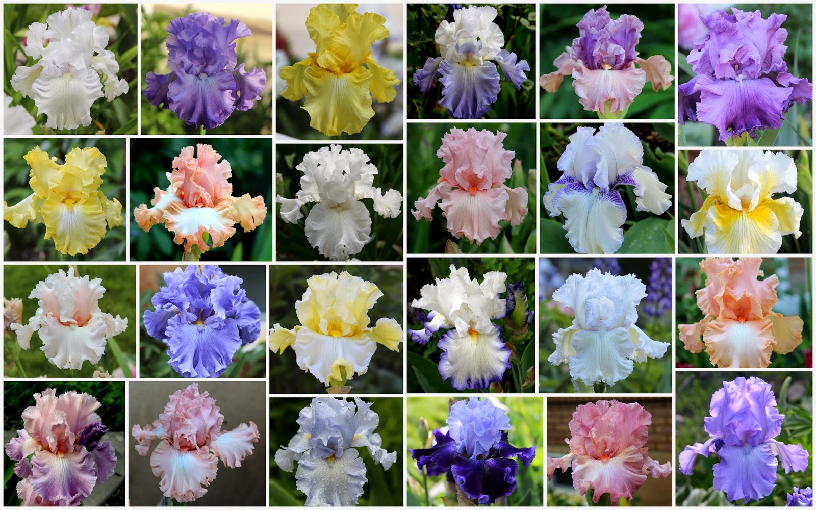 World of Irises "Talking Irises" TALL BEARDED IRISES & COMPLEMENTARY