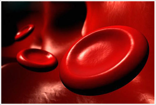 GLOBULO ROJO SANGRE globulo rojo sangre: