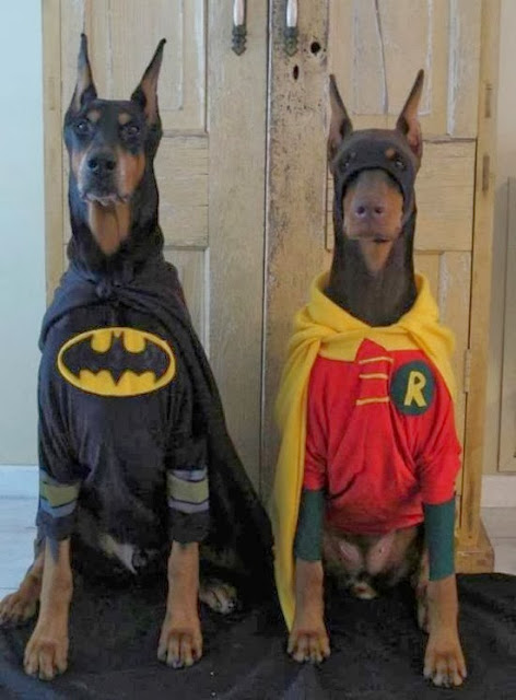 Dog halloween dresses