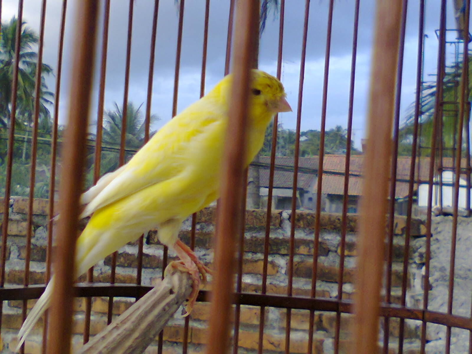 senandung burung PEJANTAN KENARI F1 YORKSHIRE