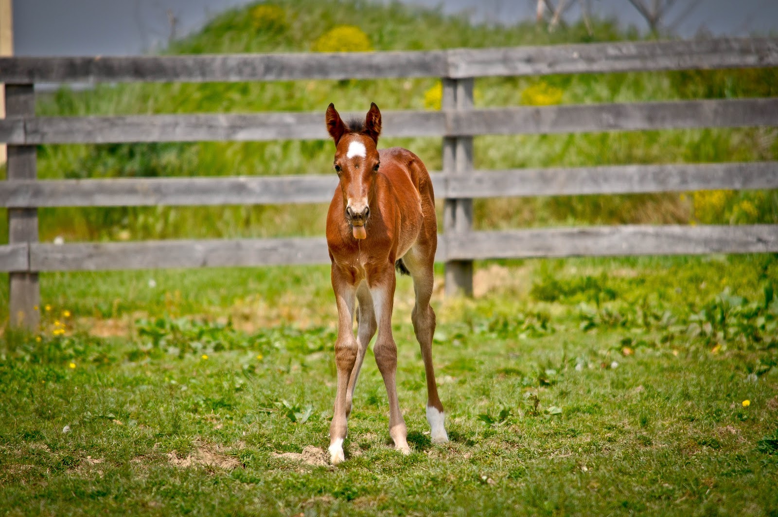 . Sarafina Photography Standardbred Horses at Hanover