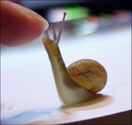 cute+snail.jpg