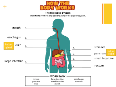 Tic Tac Science: Year 6. Unit 1. Nutrition: The digestive system