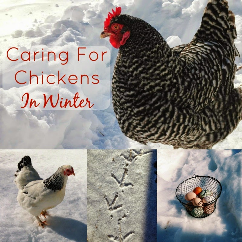 Caring for chickens in cold weather
