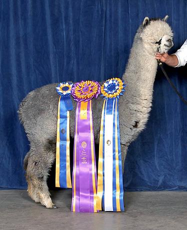 Alpaca Husbandry Information  A Look at Alpaca Husbandry - Alpacas of  Montana