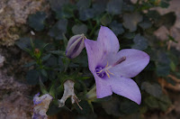 Campanula