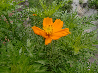 Orange Flower