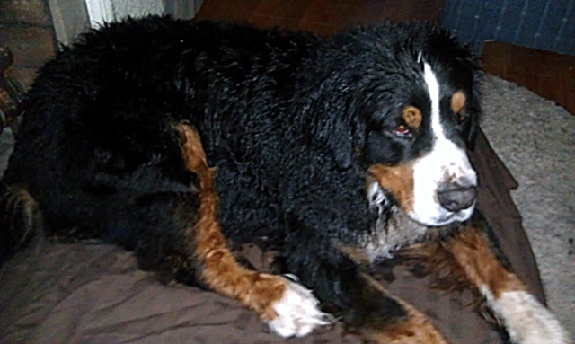 Bernese Mountain Dog taking a bath...