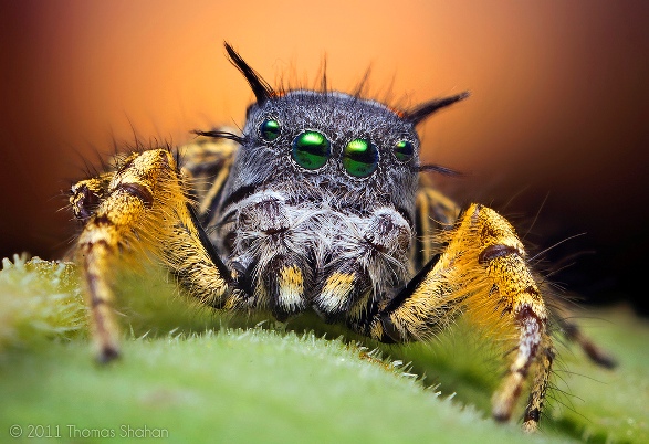 Spider Spider Thomas Sahan