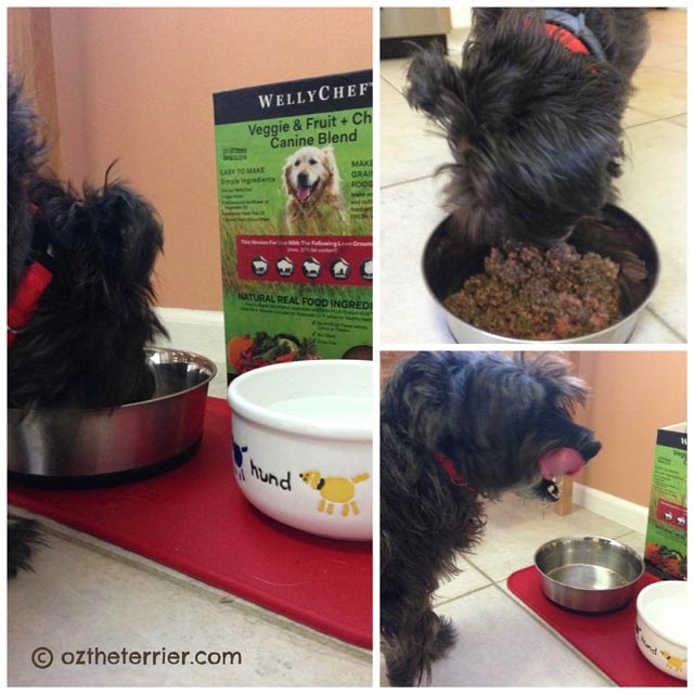 Oz the Terrier enjoys his WellyChef and raw meat