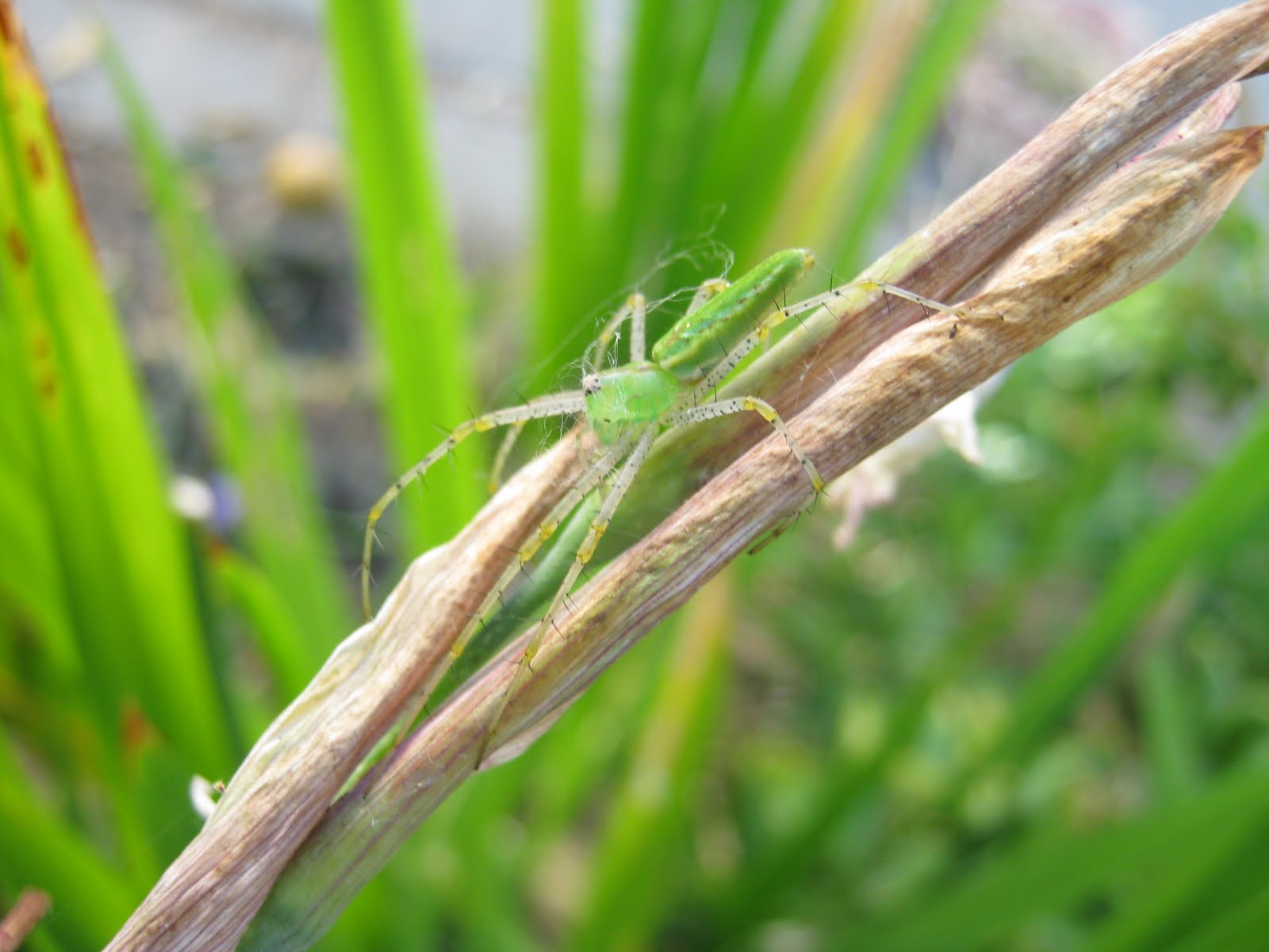 What Grows in Fullerton?: Green lynx spider