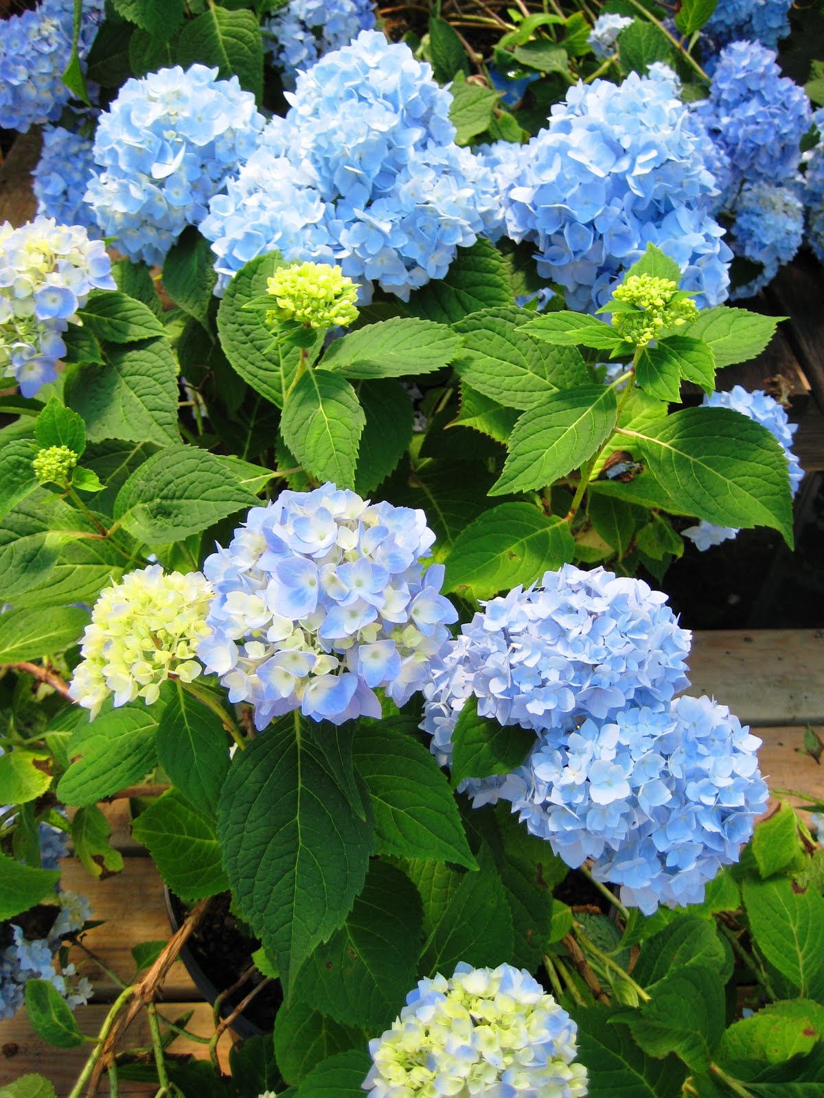 Hydrangea Endless Summer