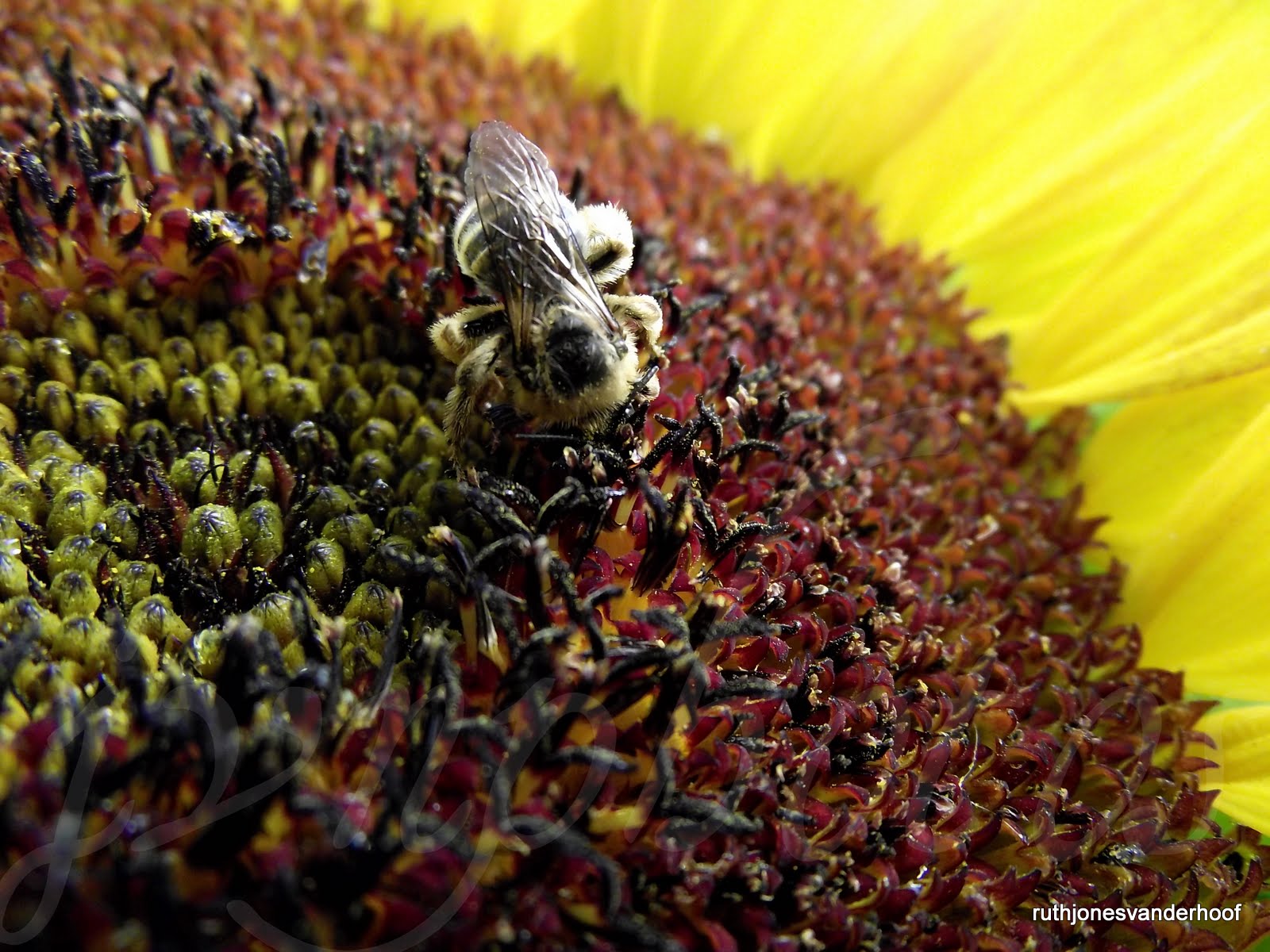 Photos by Jan Sunflowers and Honey Bees