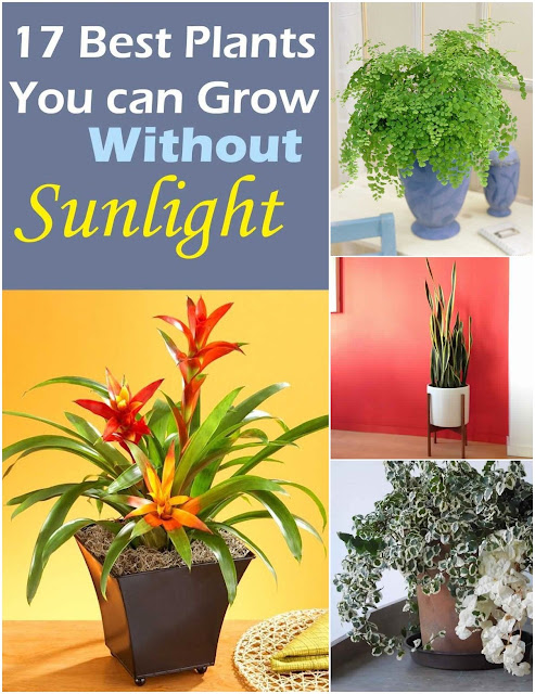 Plants that Grow without Sunlight