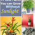 Plants that Grow without Sunlight | 17 Best Plants to Grow Indoors