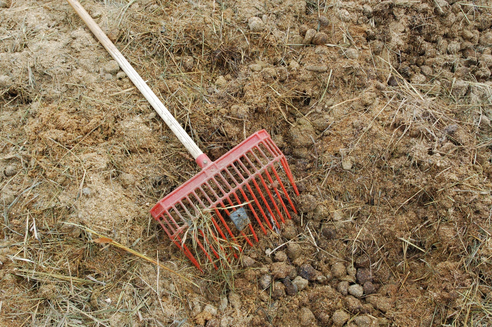 Savoring Servant Picking up horse manure for compost