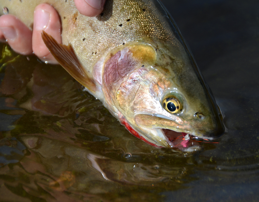 Best and Worst of Fly Fish Food for 2013 Fly Fish Food Fly Tying