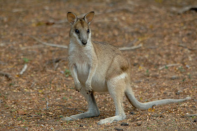 Natureza: Wallaby