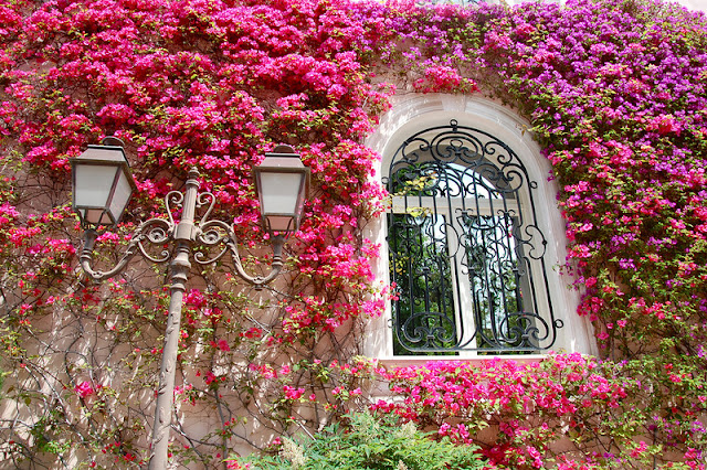 Bougainvillea