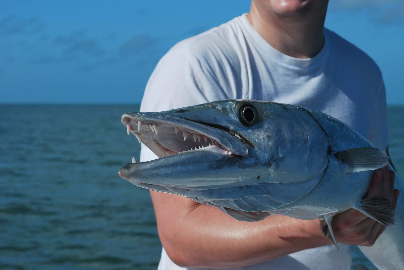 The Key West Flats Angler Key West Flats Permit Barracuda and Jacks