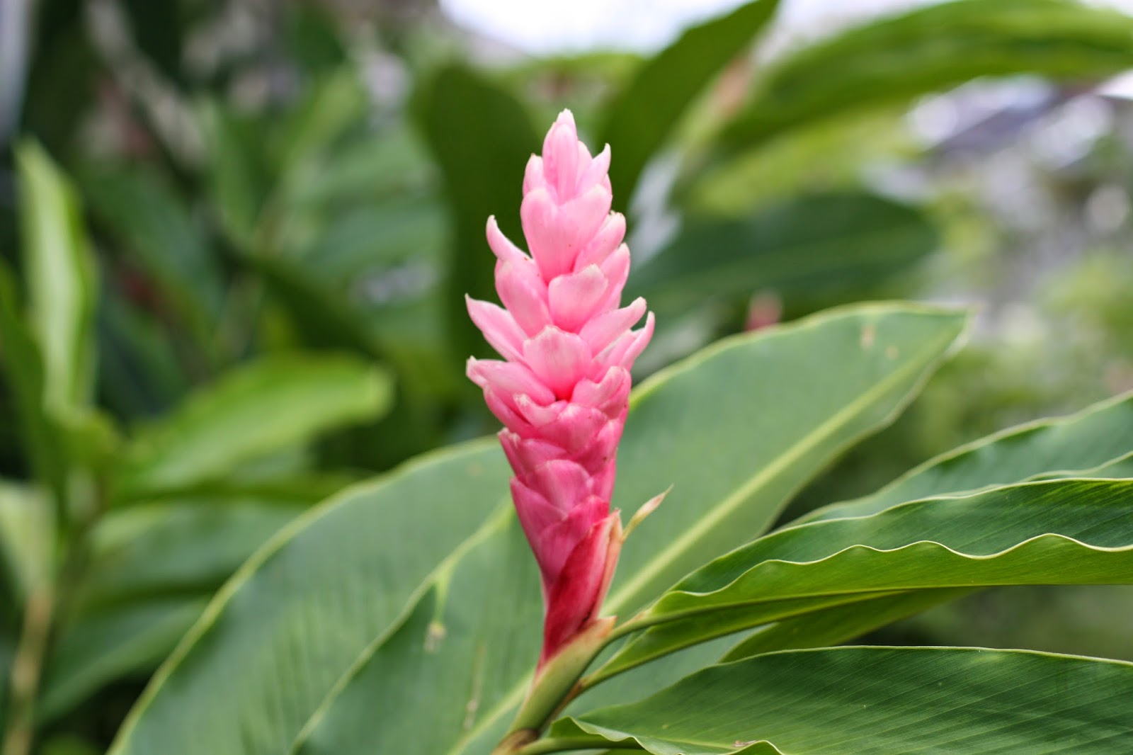 Chow and Chatter A Photo Series of Jamaican Flowers