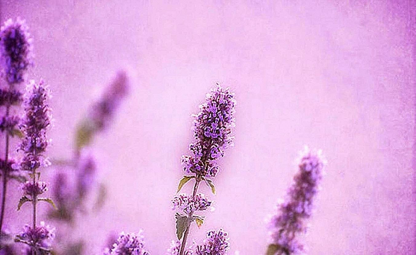 Warm soft purple hd wallpaper 53409 HD Wallpapers Nature Warm soft purple hd wallpaper 53409 HD Wallpapers Nature