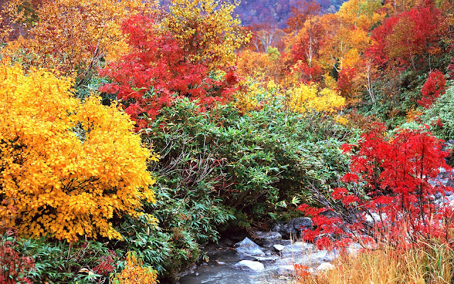 Autumn Trees Wallpapers Autumn Trees Wallpapers