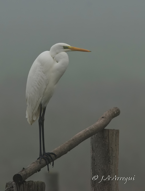 Garceta grande, Eggreta alba, Great Egret Garceta grande, Eggreta alba, Great Egret