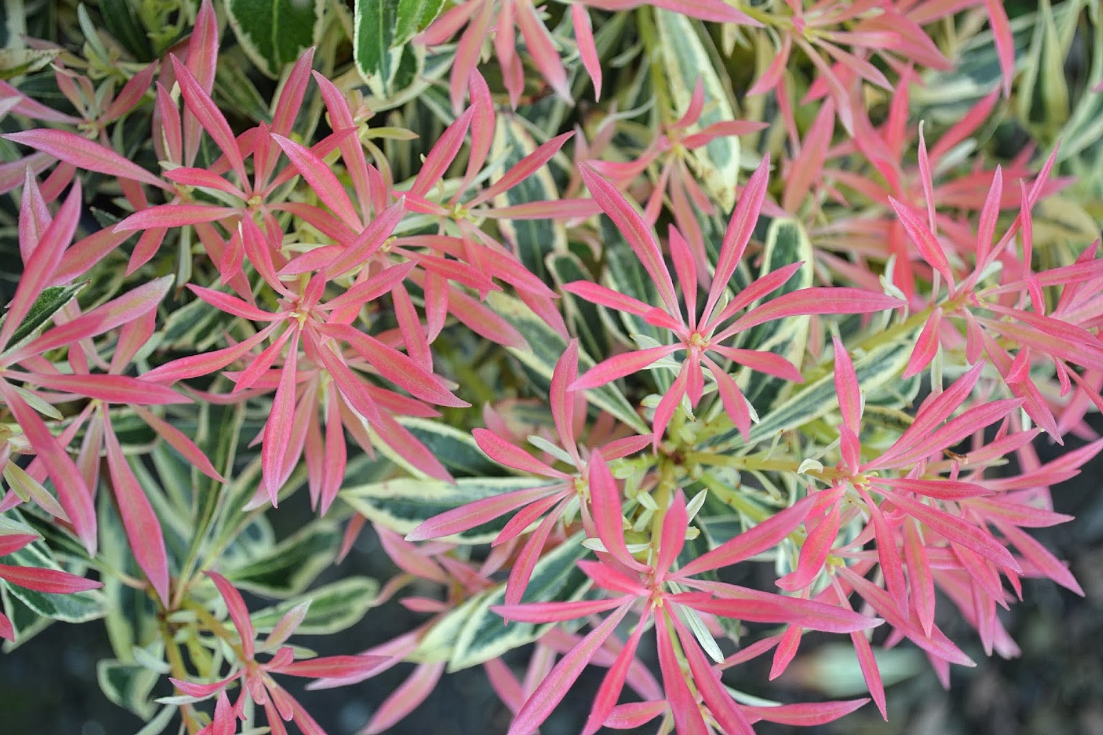 Flowers Red New Leaves Pieris Stock Photos Flowers Red New