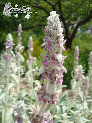 lamb's ear