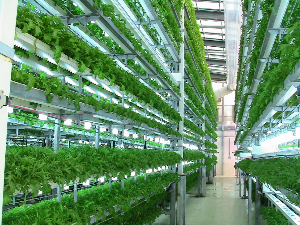 ... and Hydroponics: Growing Salad Vegetables in Aquaponic Systems