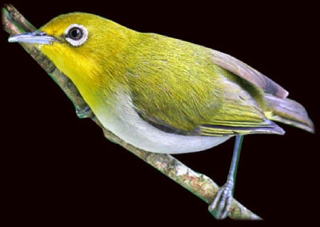 Suara burung pleci montanus Suara burung pleci montanus