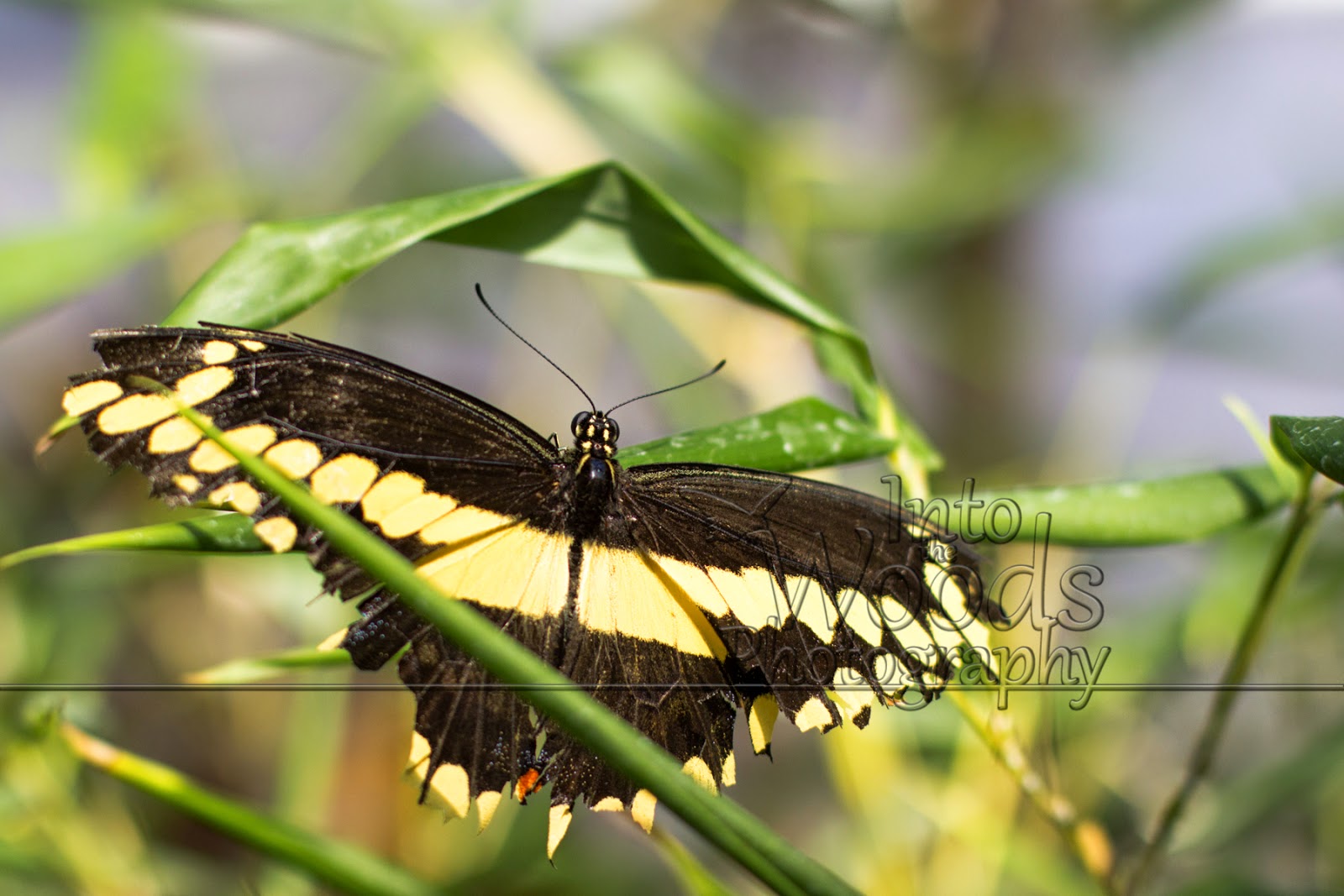 My Photography, My Passion Butterflies in Bloom 2014