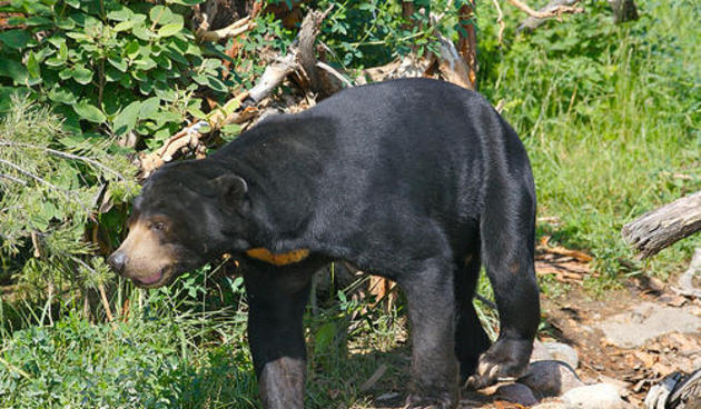 Flora dan Fauna Khas Bengkulu THE COLOUR OF INDONESIA