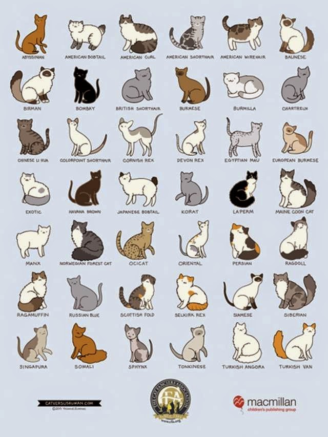 Kitty's Purrfect Spa: Breeds, Colors, Patterns... So Confusing!