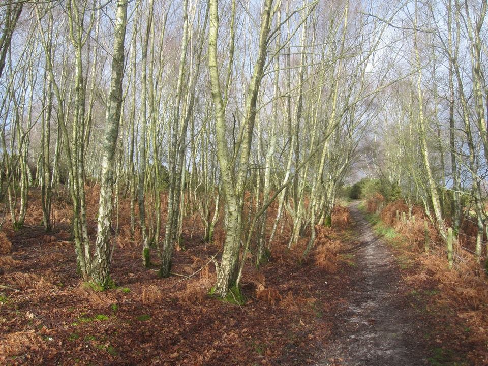 Another day, another walk Woodlands Walk, Verwood