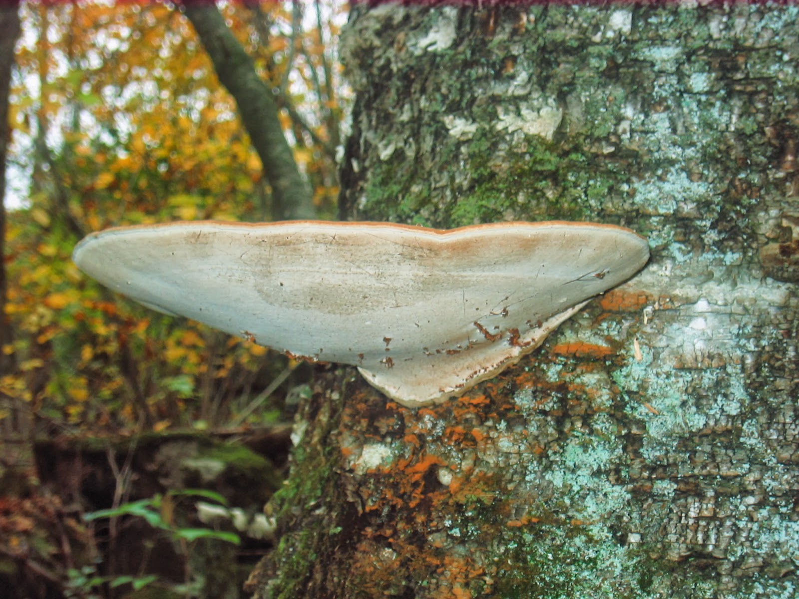 Duluth Minnesota Mushroom Hunting